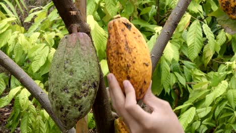 El-árbol-de-cacao-con-frutas.-Amarillas-y-verdes-las-vainas-de-cacao-crecen-en-el-árbol,-plantación-de-cacao-en-el-pueblo-de-Tailandia-de-Nan.