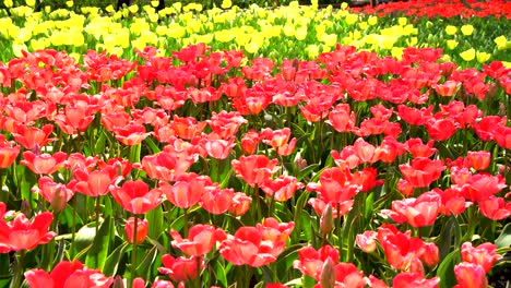 Beautiful-Tulip-Pink-in-Japan