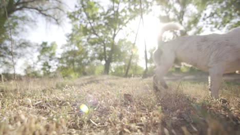 Jack-russell-terrier-agarra-el-juguete-de-la-bola-naranja-de-dientes