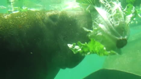 Manatee-feeding-close-up