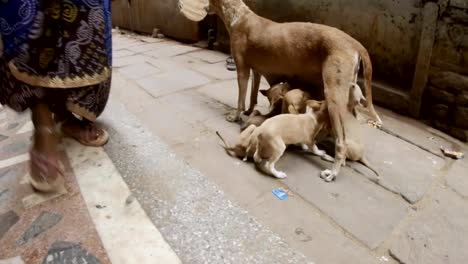Hunde-Feeds-Welpen-in-der-Mitte-der-schmalen-Kopfsteinpflasterstraße-von-Varanasi-Frauenbeine-in-Sarees-vorbeiziehen