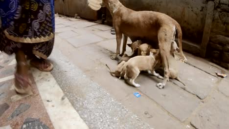 Dog-feeds-puppies-staing-in-middle-of-narrow-cobbled-street-of-Varanasi-women's-legs-in-sarees-pass-around-it