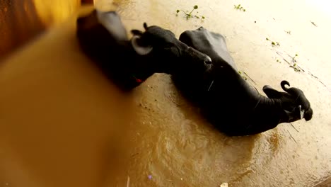 Buffalos-in-water-under-rain-close-up-in-river-Ganga-flooded-Manikarnika-burning-ghat-Varanasi-top-view