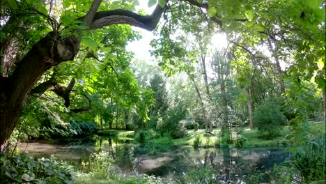 Lush-estanque-de-patio-trasero-time-lapse-en-Princeton,-Nueva-Jersey