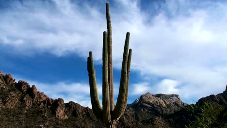 Saguaro-Zeitraffer-HD