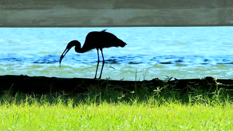 Silueta-del-gran-garza-azul-comer-un-pescado