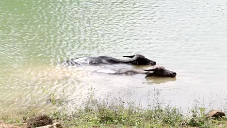 Búfalo-indio-en-el-Ganges