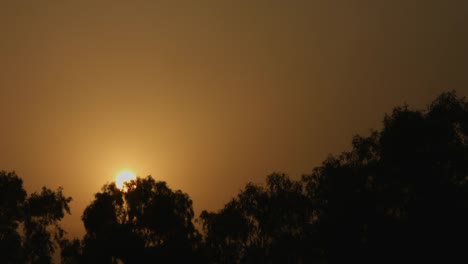 Cerrado-on-shot-of-trees-at-sunrise,-Delhi,-India