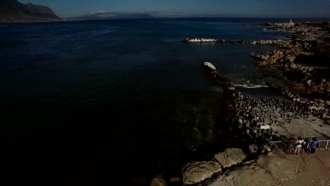 aerial-flight---people-watching-penguins-at-ocean