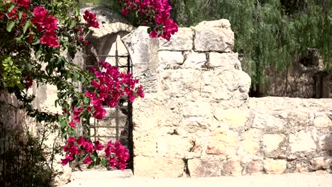 Kleines-Tor-mit-Blumen-im-Kirchhof