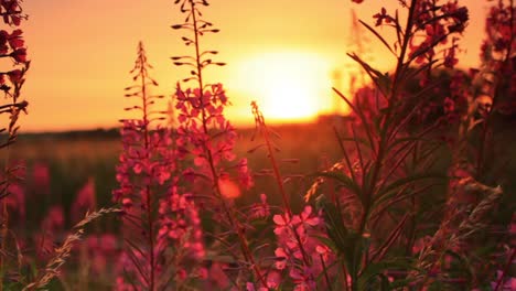 Sonnenuntergang-über-einige-Blumen