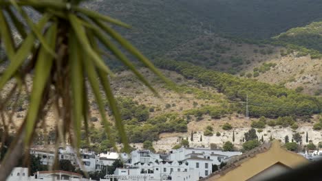 Palm-trees,-with-the-mountains-in-the-background