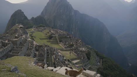 Llamas-walk-in-front-of-empty-Machupichu-city,-Peru