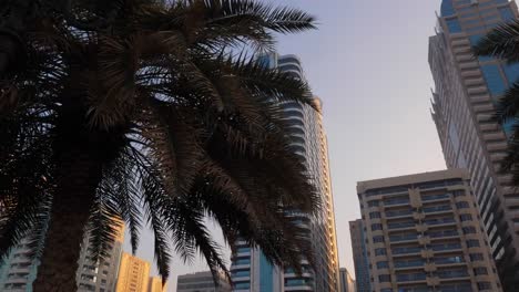 Walk-along-the-palm-trees-in-the-park-of-the-big-city.-Branches-and-palm-leaves-move-in-the-foreground.-On-the-background-are-tall-skyscrapers-of-downtown-of-big-city.