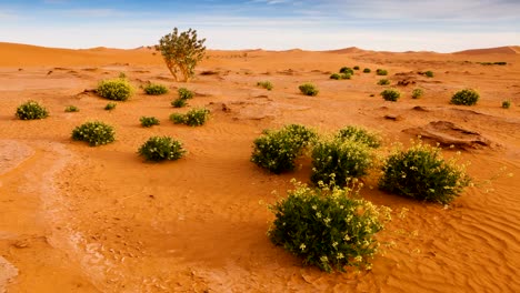 Oasis-in-Sahara-desert-panoramic--timelapse