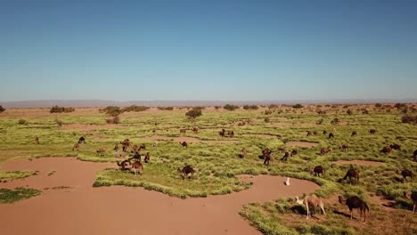 Vista-aérea-de-la-manada-de-camellos-pasta-cerca-de-desierto