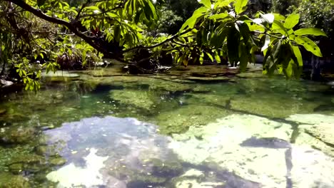 Cenote-Azul,-kristallklares-Wasser,-Tulum-Mexiko