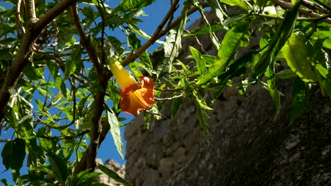 flor-de-la-trompeta-del-ángel-amarillo-y-naranja-en-machu-picchu