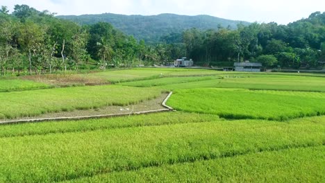 Paddy-field-harvest-and-farming-activities-by-local-farmers-aerial-view-at-daytime,-Yogyakarta,-Indonesia