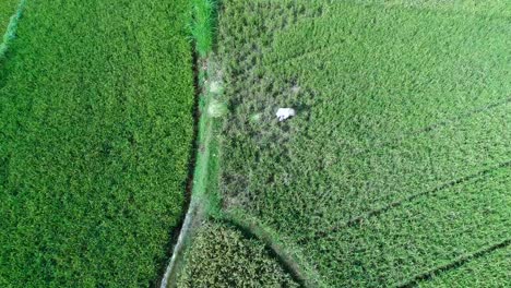 Paddy-field-harvest-and-farming-activities-by-local-farmers-aerial-view-at-daytime,-Yogyakarta,-Indonesia