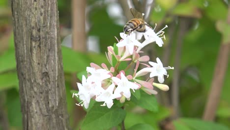 Blume-und-Biene.-Gangwondo-Wald-in-Südkorea