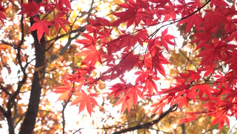 Ahorn-und-Sonne.-Gangwondo-in-Südkorea.