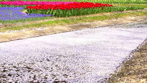 Cherry-Blossom-aka-Sakura-Leaf-Falling-on-the-Ground-in--the-water