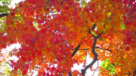 Schön-im-Herbst-Hintergrund