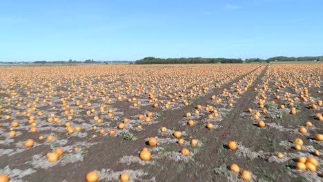 Pumpkin-Patch-on-a-Farm-Ready-for-Harvest-Aerial-Flyover