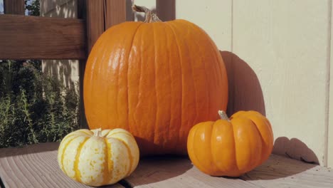 Dolly-In-Richtung-Herbst-Kürbisse