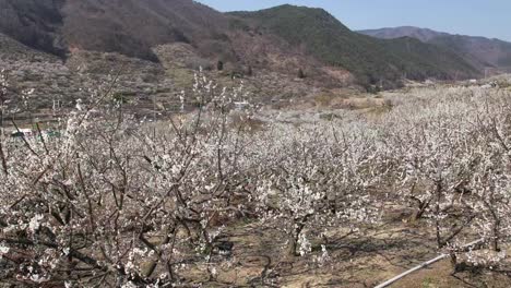 Japanese-apricot-flower-garden-time-lapse-in-country-outdoor