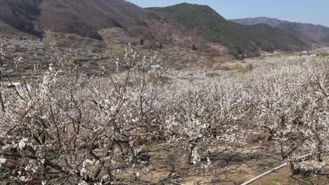 Lapso-de-tiempo-del-jardín-de-flor-de-albaricoque-japonés-en-país-al-aire-libre