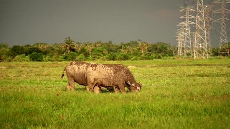 asia-buffalo-eat-grass-in-green-field