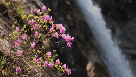 Flowers-and-waterfall-in-Seoraksan-National-Park,-South-Korea