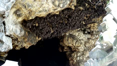 Maus-Fledermäuse-auf-der-Höhle-Bogen-in-Pura-Goa-Lawah-(Fledermaus-Höhle-Tempel).-Der-Tempel-ist-gebaut-um-eine-Tropfsteinhöhle,-die-Tausende-von-Fledermäusen-untergebracht.-Ost-Bali.-Indonesien