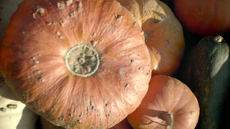 Kürbis-ernten.-Halloween-Kürbisse.-Herbst-ländliche-rustikale-Hintergrund-mit-Gemüse-Knochenmark.