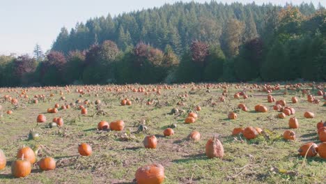 Enorme-parche-de-calabazas