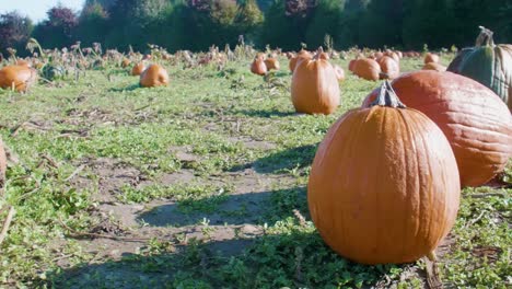 Three-Big-Pumpkins-Growing-in-Field