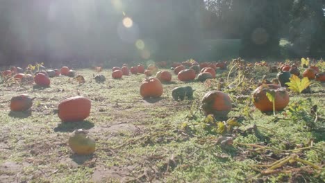 Sunny-Pumpkin-Patch