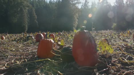 Caminando-a-través-de-la-búsqueda-POV-de-calabazas