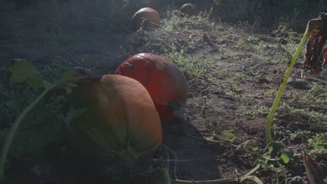 Calabazas-en-una-granja-en-el-sol-y-la-sombra