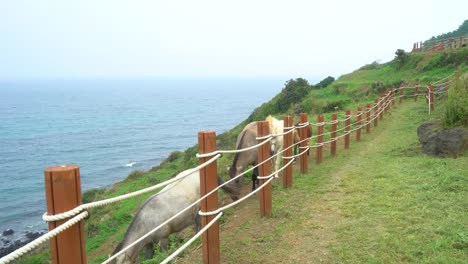 Ein-Pony-auf-dem-Strand-der-Insel-jeju