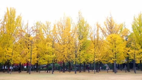 Ginkgo-Biloba-im-Herbst-bei-Nami-Insel-der-Republik-Korea