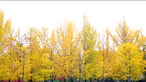 Ginkgo-biloba-en-otoño-en-la-isla-de-Nami-de-Corea-del-sur