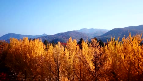 Otoño-de-vista-aérea-de-la-isla-de-Nami,-Corea-del-sur