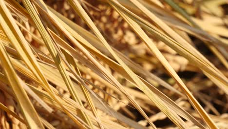 Detail-view-of-ear-of-paddy-rice-panning-and-focusing