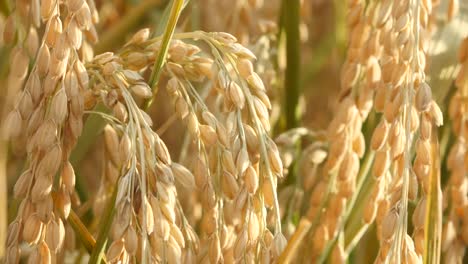 Soleado-día-de-campo-de-arroz-en-el-viento-suave-y-swing