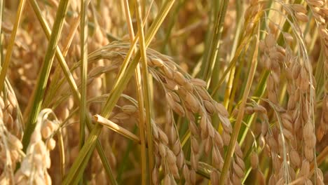 Soleado-día-de-campo-de-arroz-en-el-viento-suave-y-swing