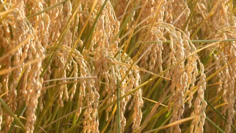 Soleado-día-de-campo-de-arroz-en-el-viento-suave-y-swing