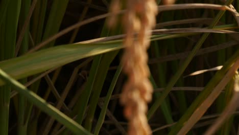 Swing-of-rich-year-rice-field